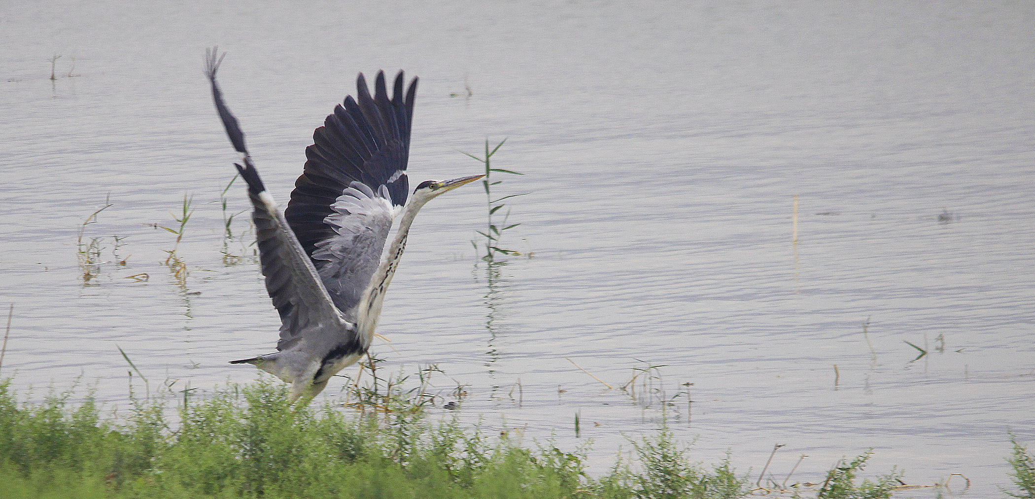 Gray Heron